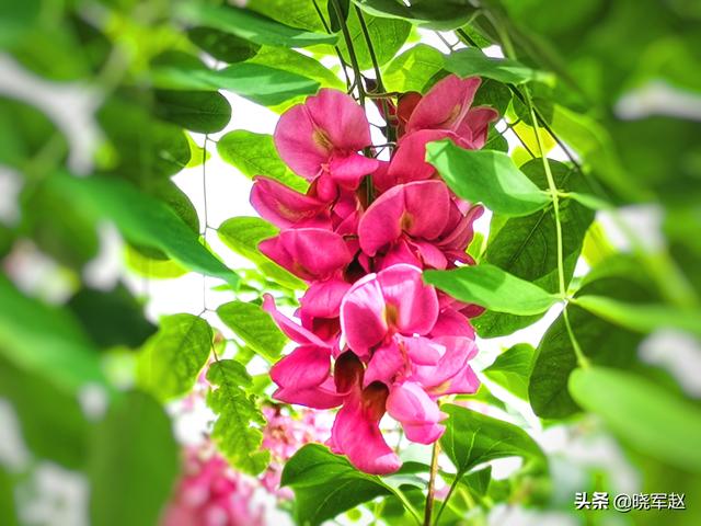 红花槐 红花槐（红花槐树图片） 生活