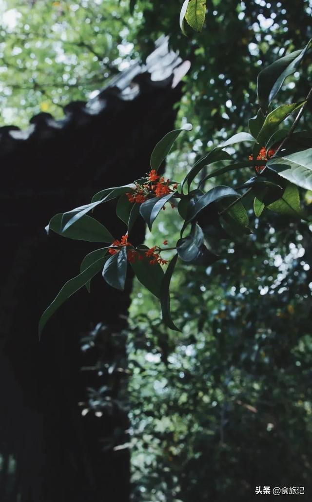如果秋天是一剂香水，那么它的前调，或许是一阵馥郁而幽远的花香