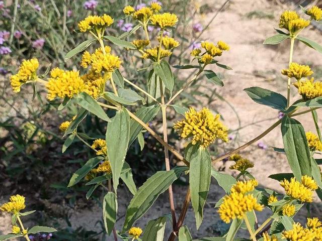 薇甘菊 薇甘菊（薇甘菊危害事件） 生活