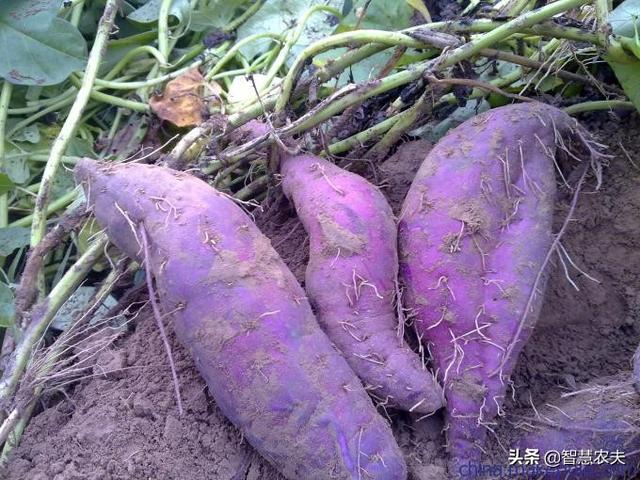 紫土豆 紫土豆（黑金刚紫土豆） 美食