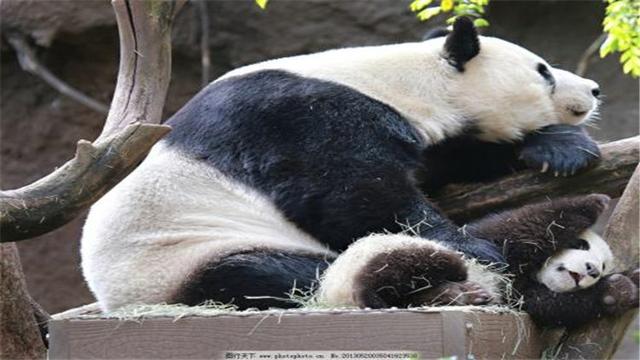 大熊猫的习性