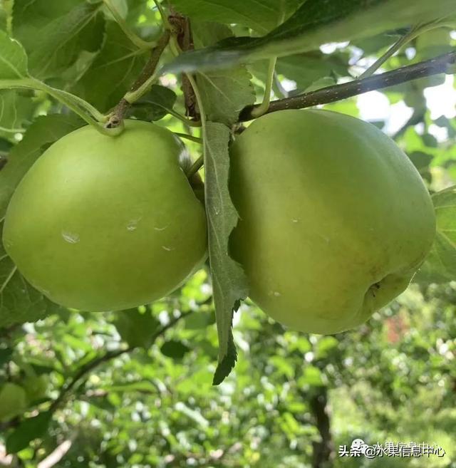 苹果的种类 苹果的种类（苹果的种类有什么） 生活