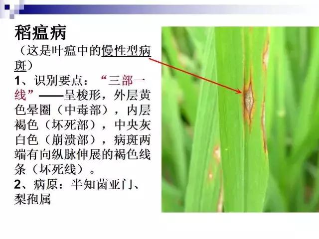 58张经典病虫害图谱8