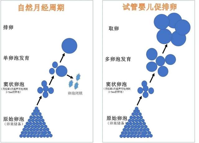 代孕和试管婴儿只有一线之差，为何一个被禁止，一个却被允许？