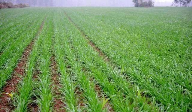 小麦什么时候除草效果最好？90%的农民其实都不知道7