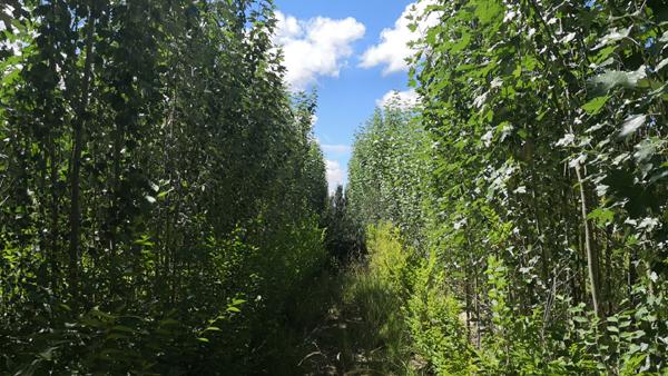 尾矿处理方案范本