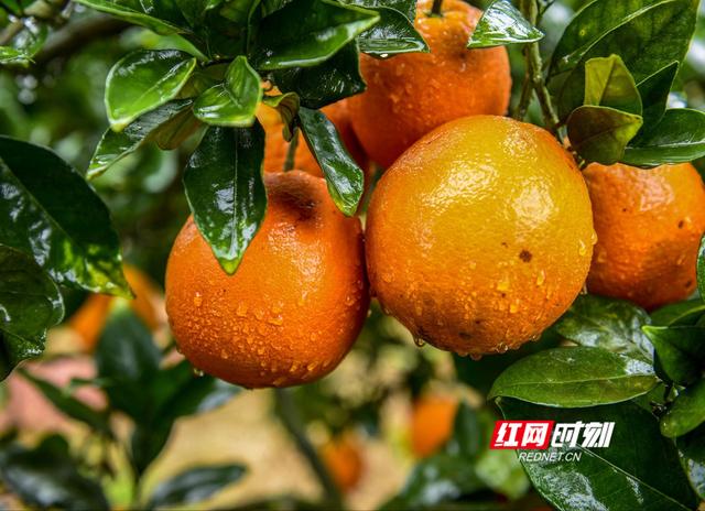 道县80岁老太给果树放音乐 种出了“五星级橙子”1