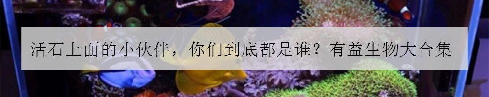 养海鱼过滤机