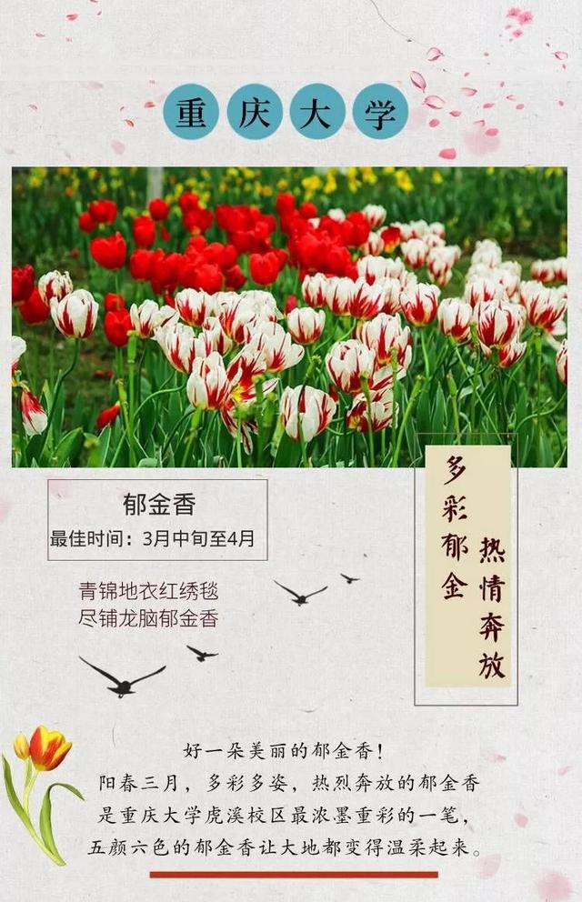 蔷薇花语