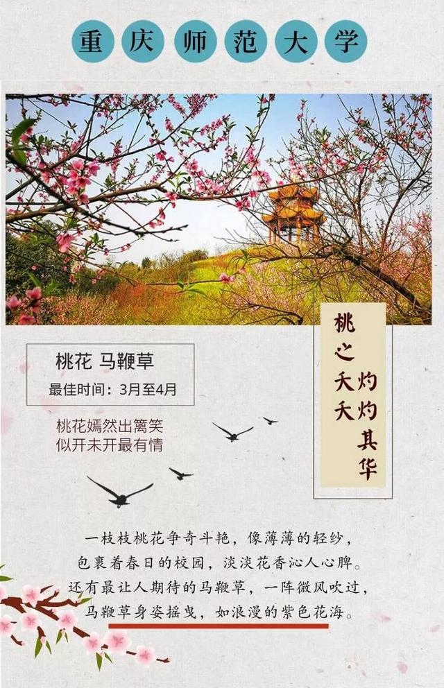 蔷薇花语 蔷薇花语（蔷薇花语录） 生活