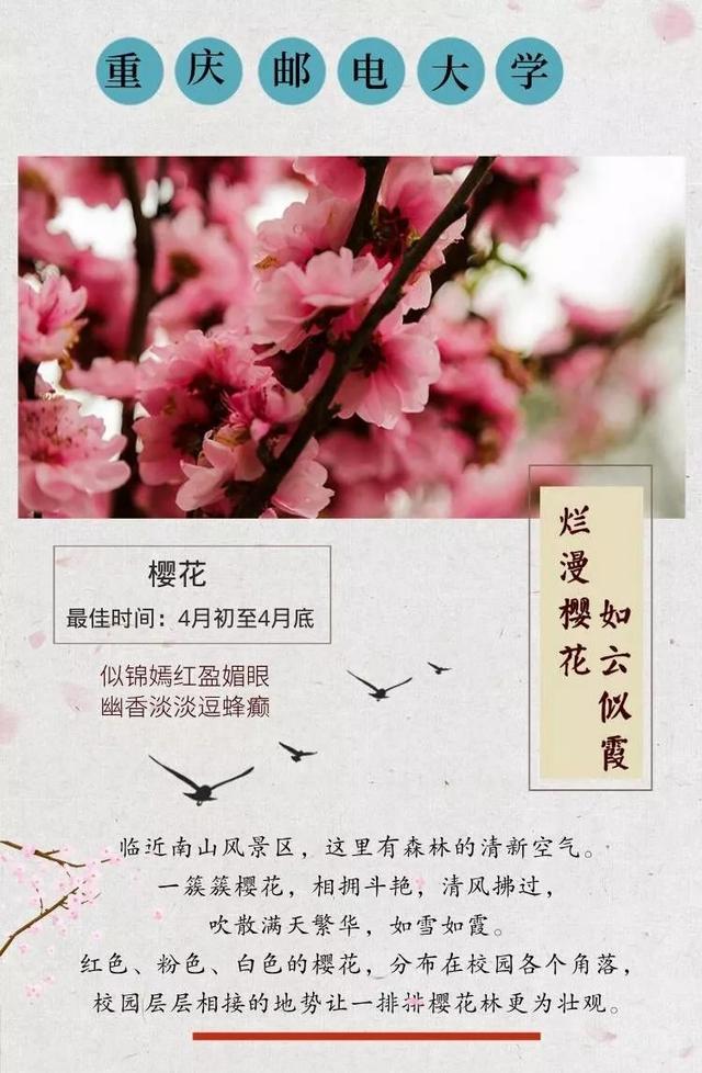 蔷薇花语 蔷薇花语（蔷薇花语录） 生活