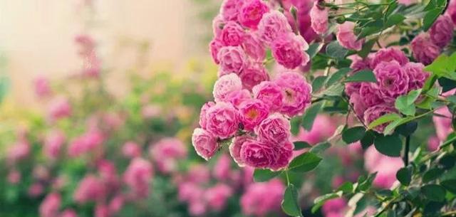蔷薇花语 蔷薇花语（蔷薇花语录） 生活