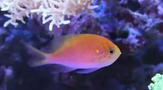 养海鱼过滤机