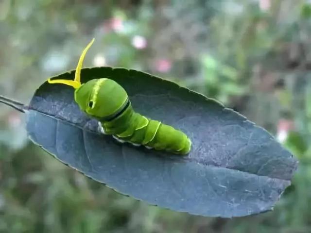 柑橘虫害名录大全，种柑人都见过了吗？（含高清图及防治方法）26