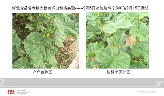 达科宁®：专注杀菌50年，剂型升级，40%百菌清悬浮剂重磅来袭21