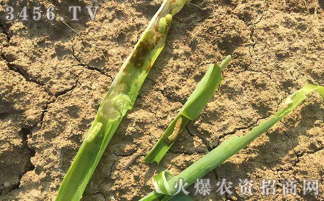 2019年新型杀虫剂，甲维·虫螨腈，多种害虫一网打尽！2