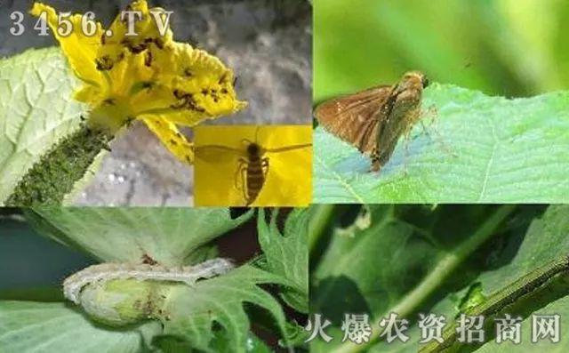 2019年新型杀虫剂，甲维·虫螨腈，多种害虫一网打尽！3