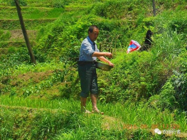 真方便，尿素、食醋、磷肥都可用作杀虫剂！3