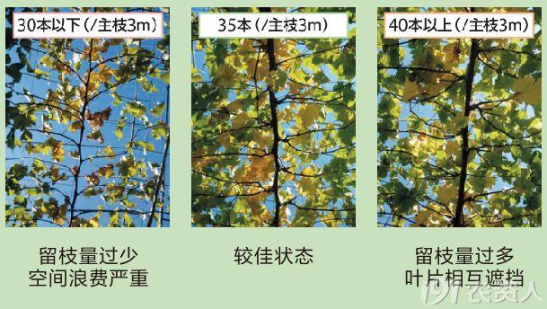 正是防治葡萄灰霉病的关键时期，一起来学一下9