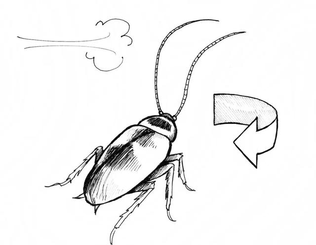 蟑螂简笔画步骤图片