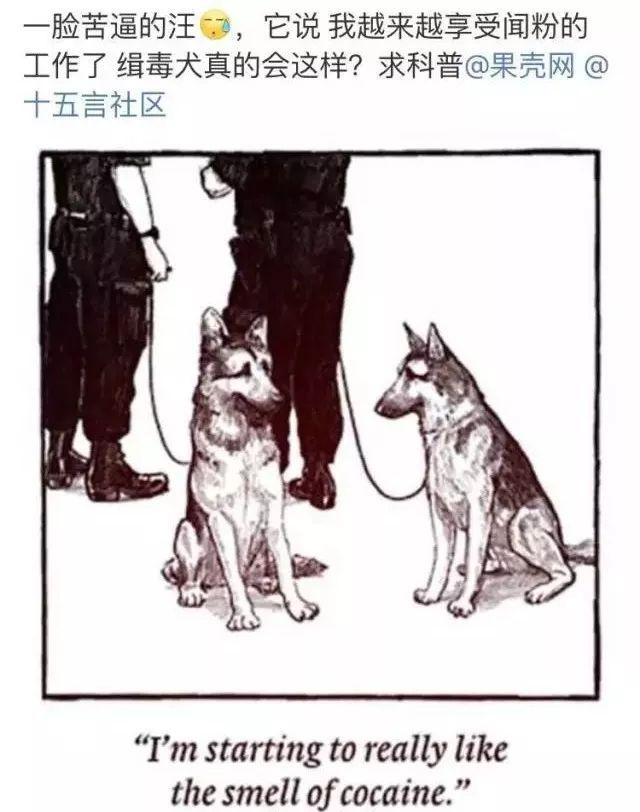 缉毒犬