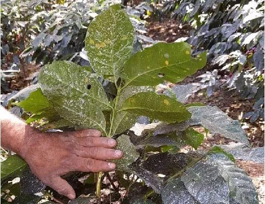 「咖啡种植」如何使用杀菌剂治理咖啡叶锈病？2