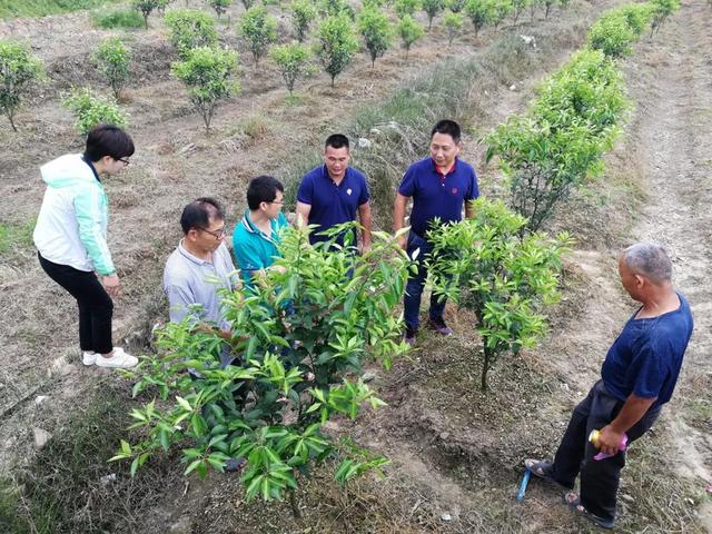 当“溃疡病”遇到“一灌两喷”！（BAA调研系列十）2