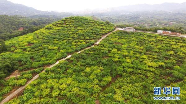 重庆巴南：盛夏时节香桃熟5