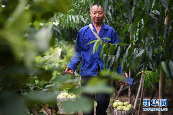 重庆巴南：盛夏时节香桃熟7