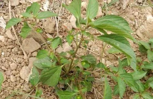 这个除草剂比草甘膦还厉害，1～3天死草，杀灭所有恶性杂草1