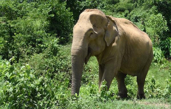 世界大象日：中國游客在泰國騎大象人數下降