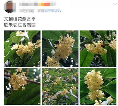 桂花泡水喝的9大禁忌