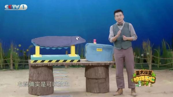 电鳗的电从何而来？《正大综艺·动物来啦》揭秘电鳗放电全过程