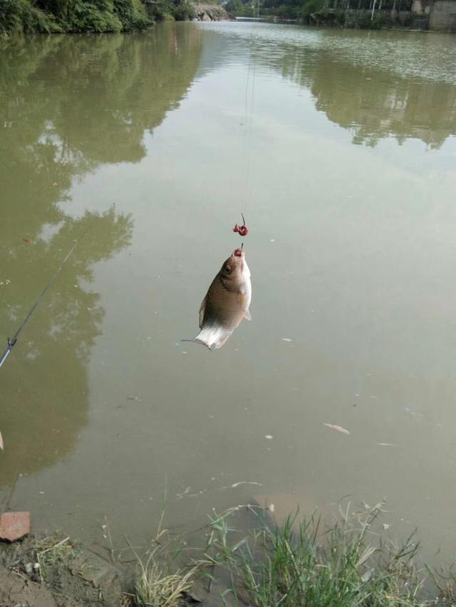 梦到别人钓鱼是什么意思