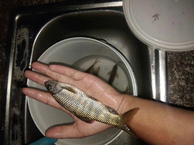 梦到别人钓鱼是什么意思