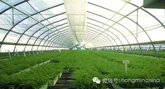 大棚种植技术