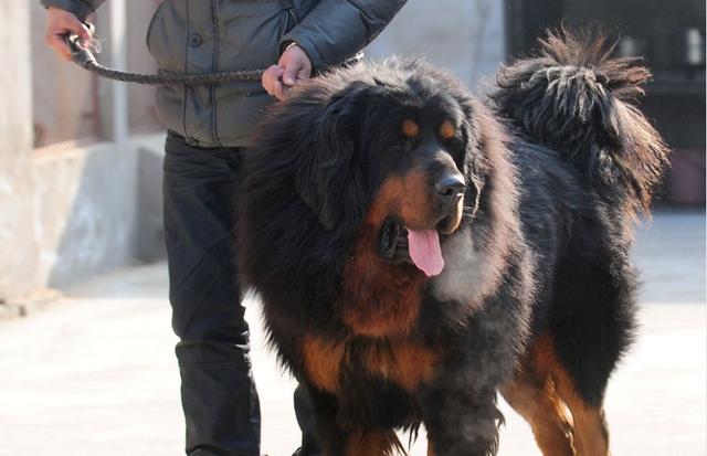藏獒咬死主人