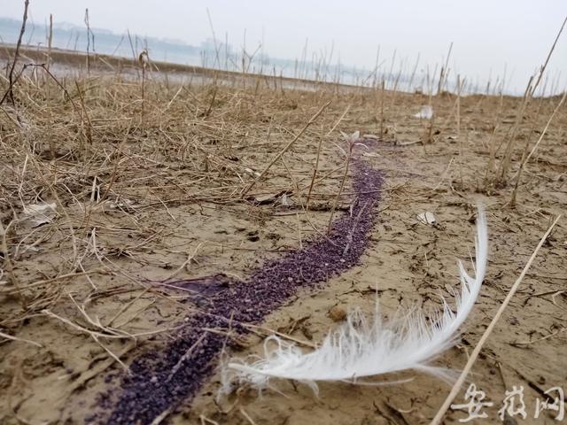 毒杀水禽？合肥董铺水库西南角浅滩现紫色农药带 长达几十米