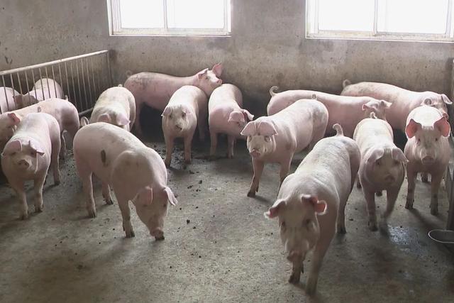 农村养猪补贴政策（养猪补贴新政策）