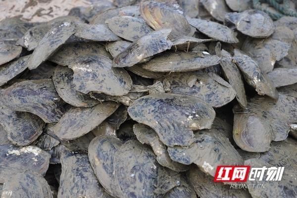 大通湖水下过滤机