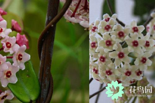 曼珠沙华花语 曼珠沙华花语（曼株沙华花语） 生活