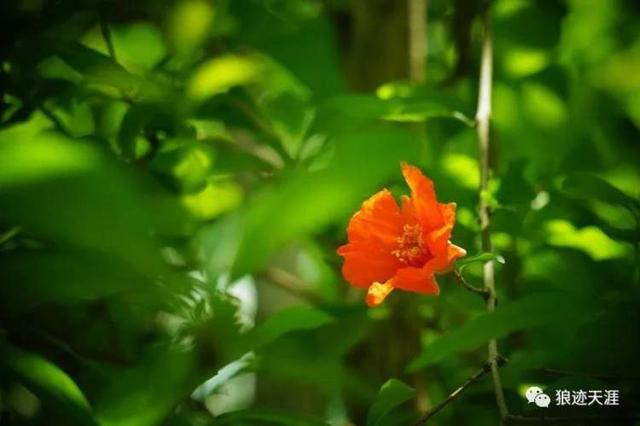 石榴花什么时候开