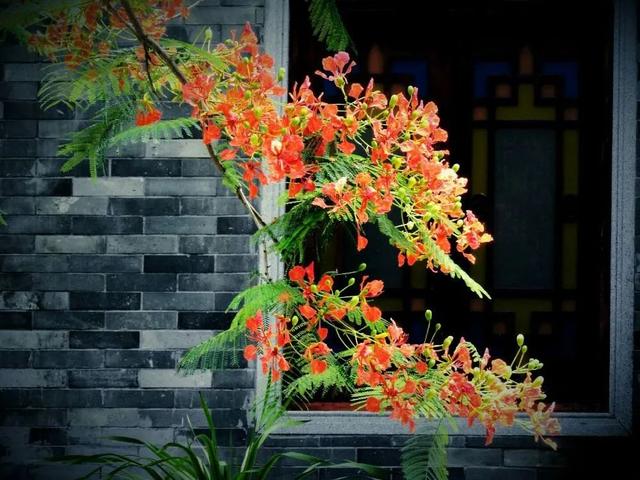广州市花
