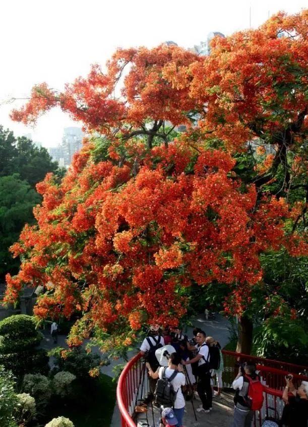 广州市花