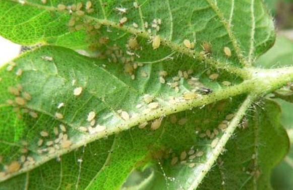 今年蚜虫爆发太厉害，15种防治蚜虫的方法，用起来
