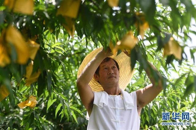 浙江奉化：水蜜桃开摘上市