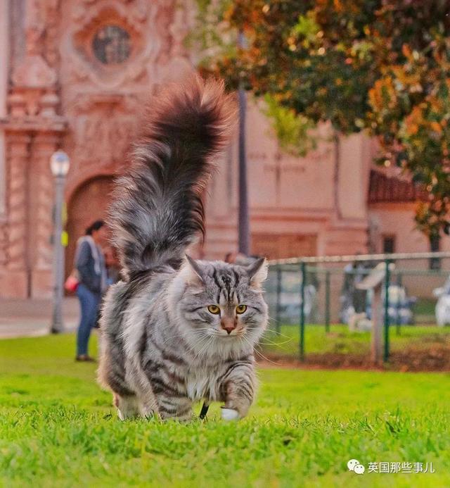 西伯利亚猫