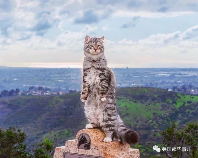 西伯利亚森林猫