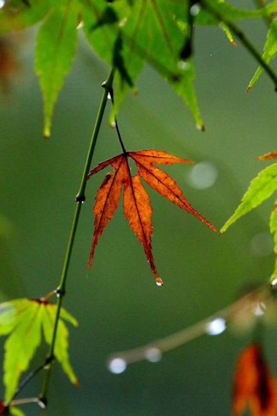 余秋雨 《雨》（余秋雨作品《秋雨》）