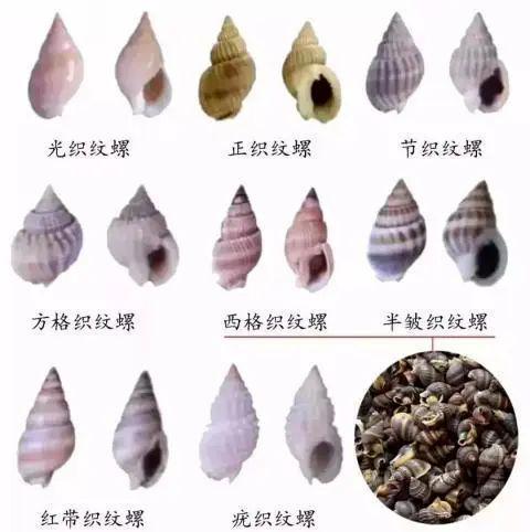 织纹螺